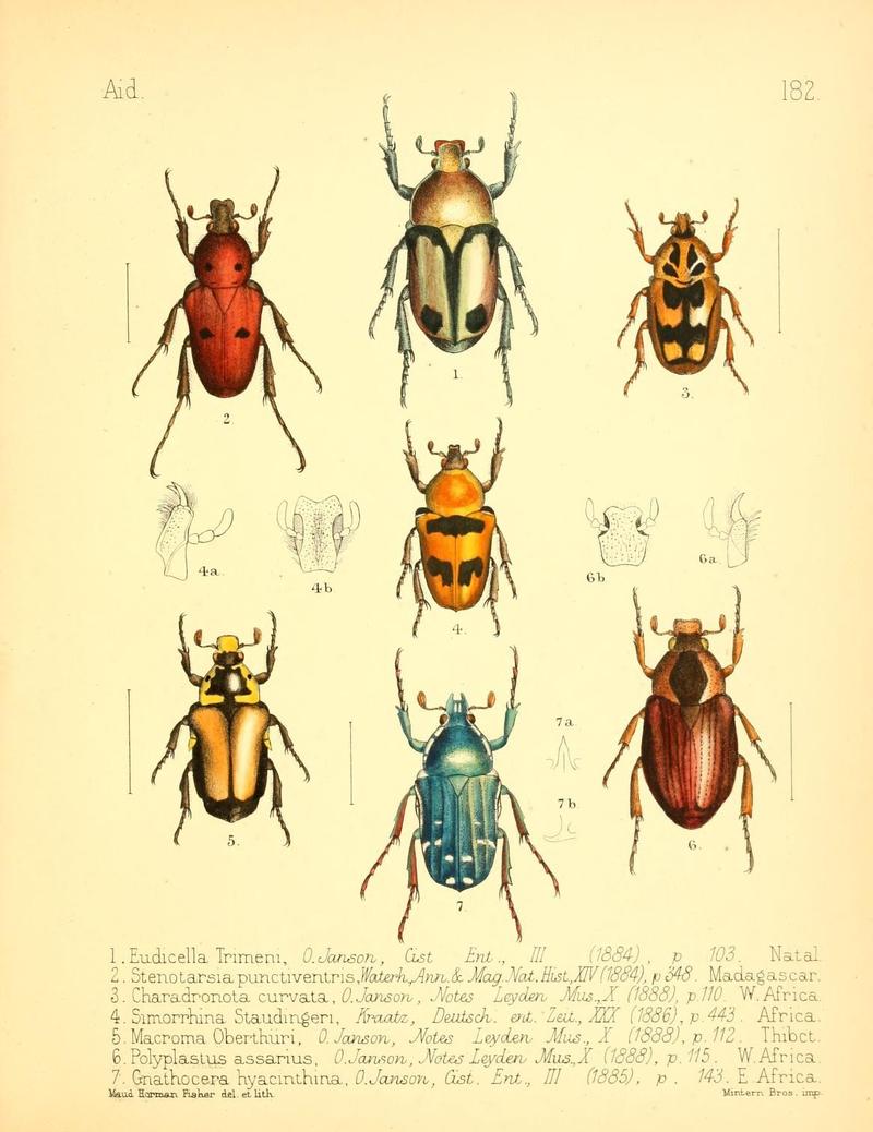 Aid to the identification of insects (Plate 182) (7796385896)