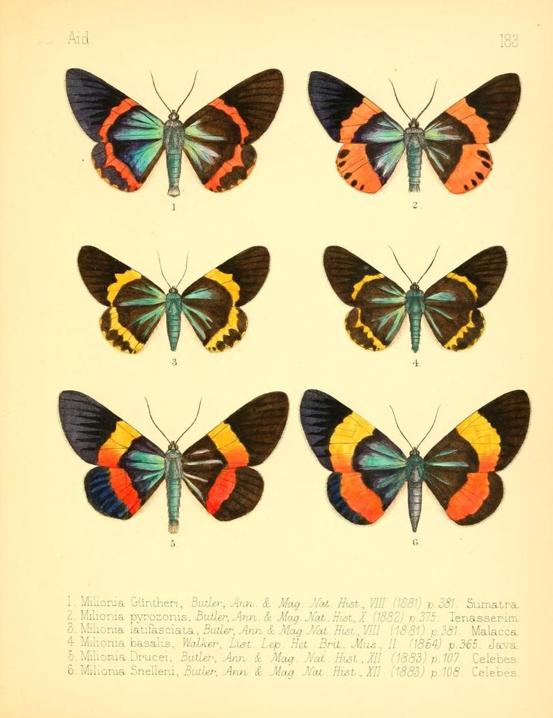 Aid to the identification of insects (Plate 183) (7796386628)