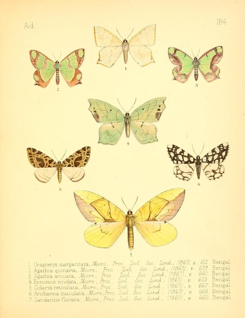 Aid to the identification of insects (Plate 184) (7796387406)