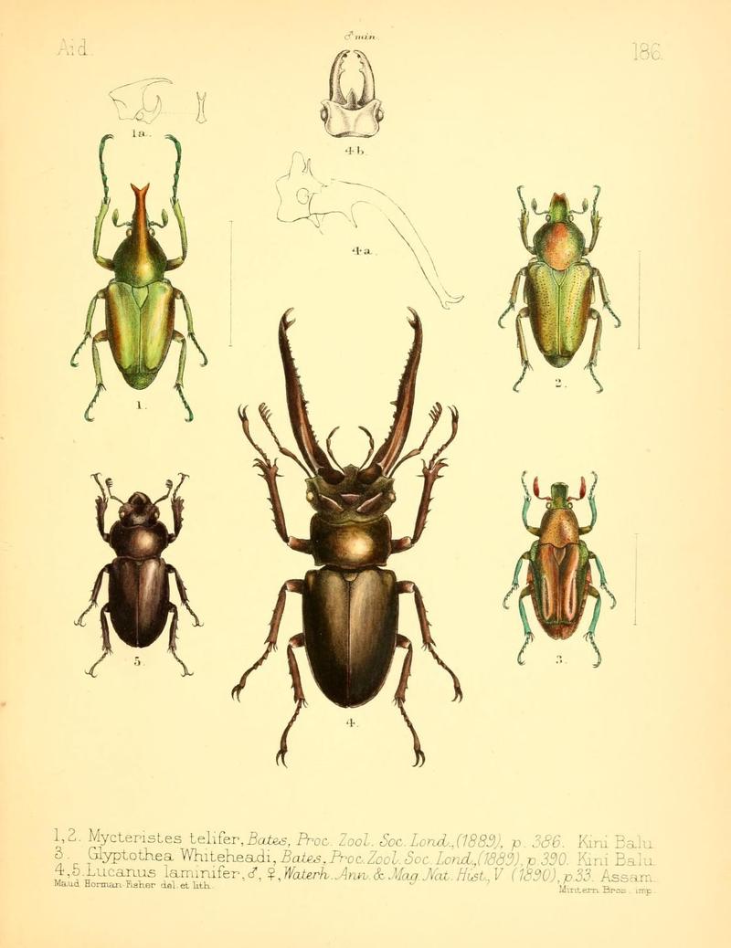 Aid to the identification of insects (Plate 186) (7796388990)