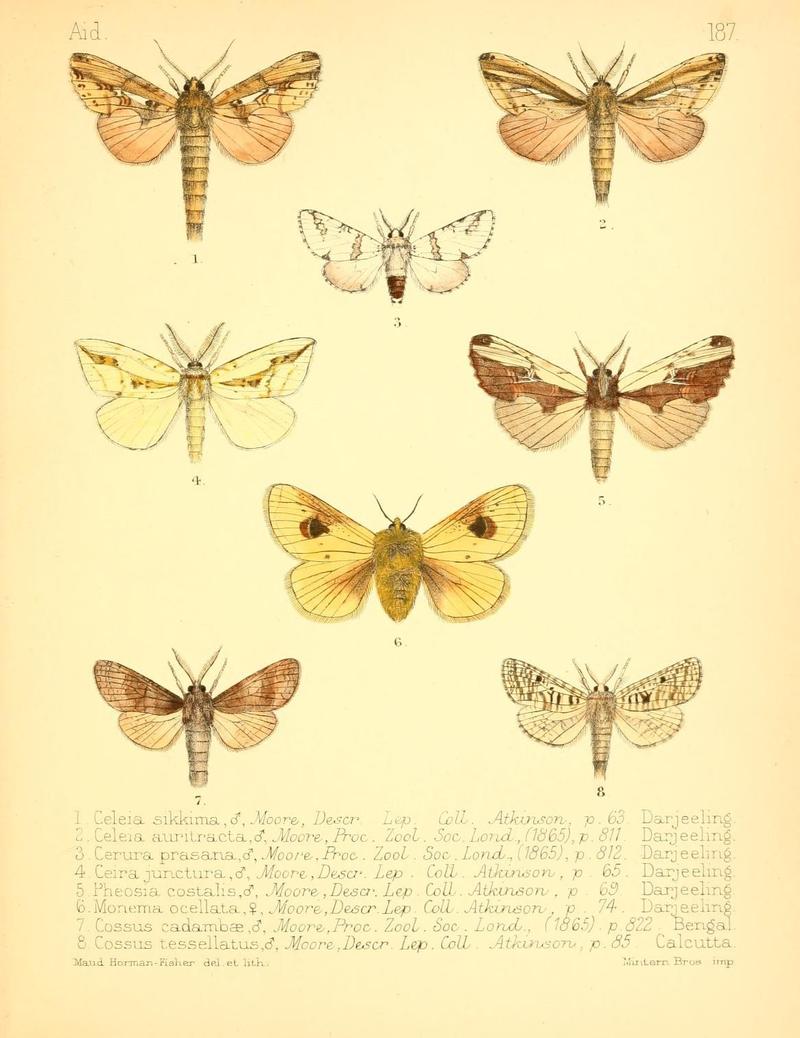 Aid to the identification of insects (Plate 187) (7796389704)