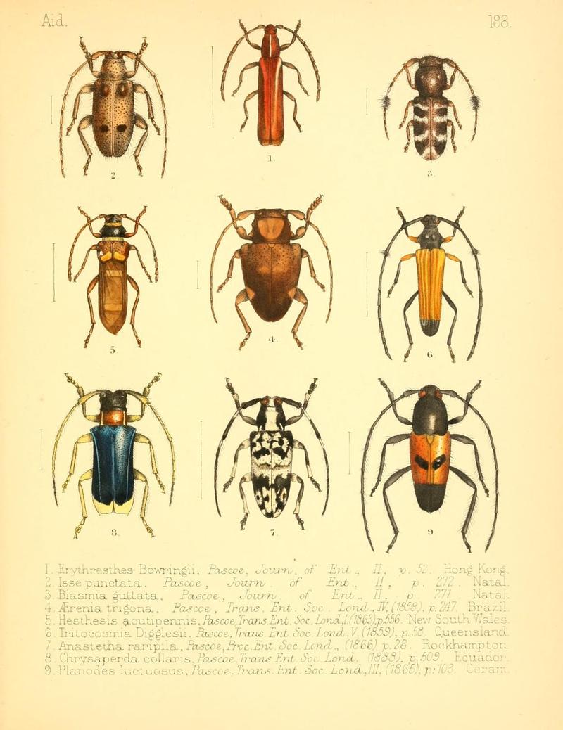 Aid to the identification of insects (Plate 188) (7796390498)