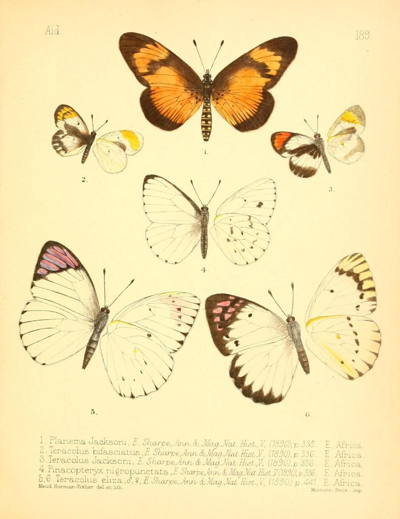Aid to the identification of insects (Plate 189) (7796391282)