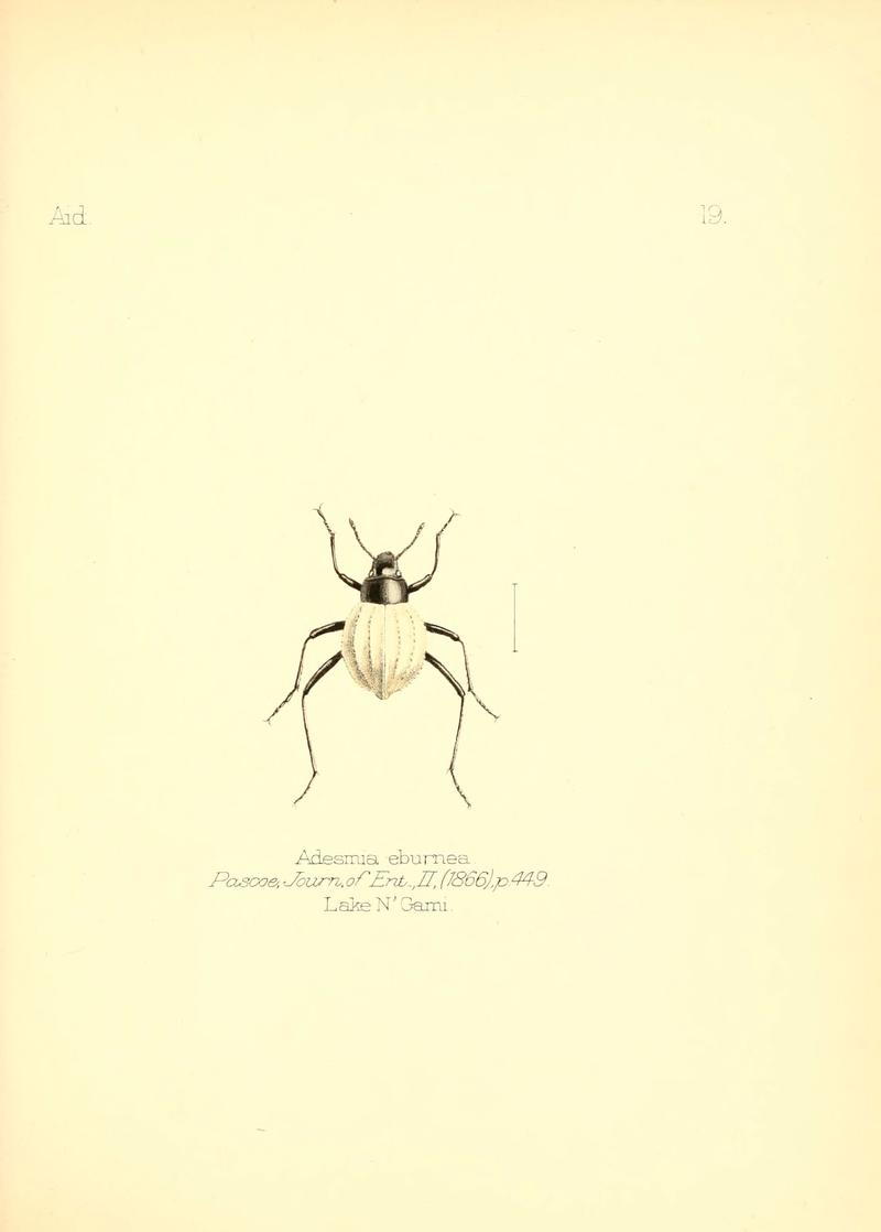 Aid to the identification of insects (Plate 19) (6025817515)