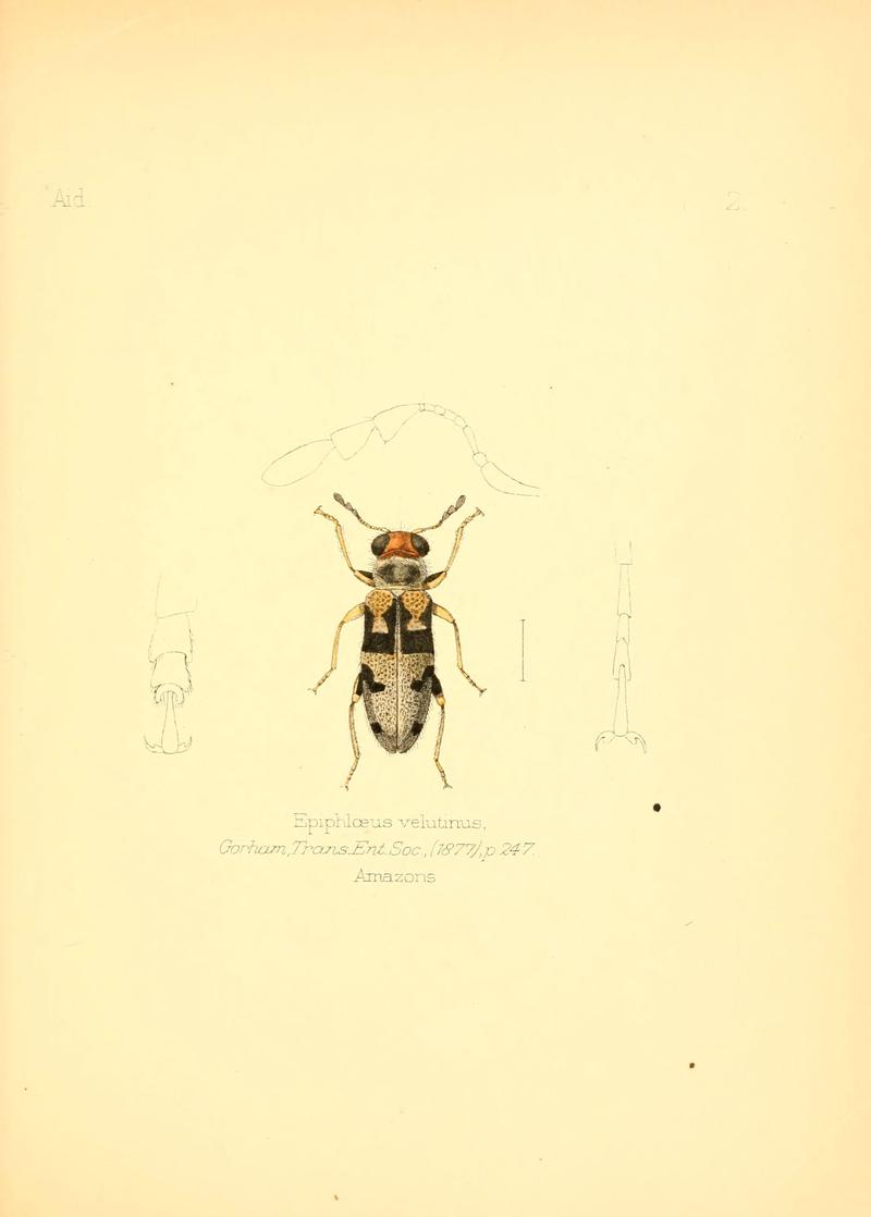 Aid to the identification of insects (Plate 2) (6025811277)