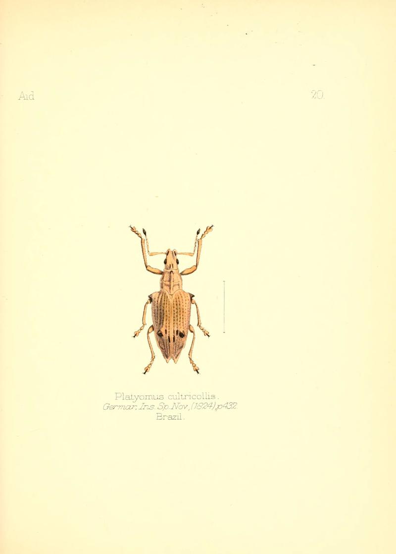 Aid to the identification of insects (Plate 20) (6026374272)
