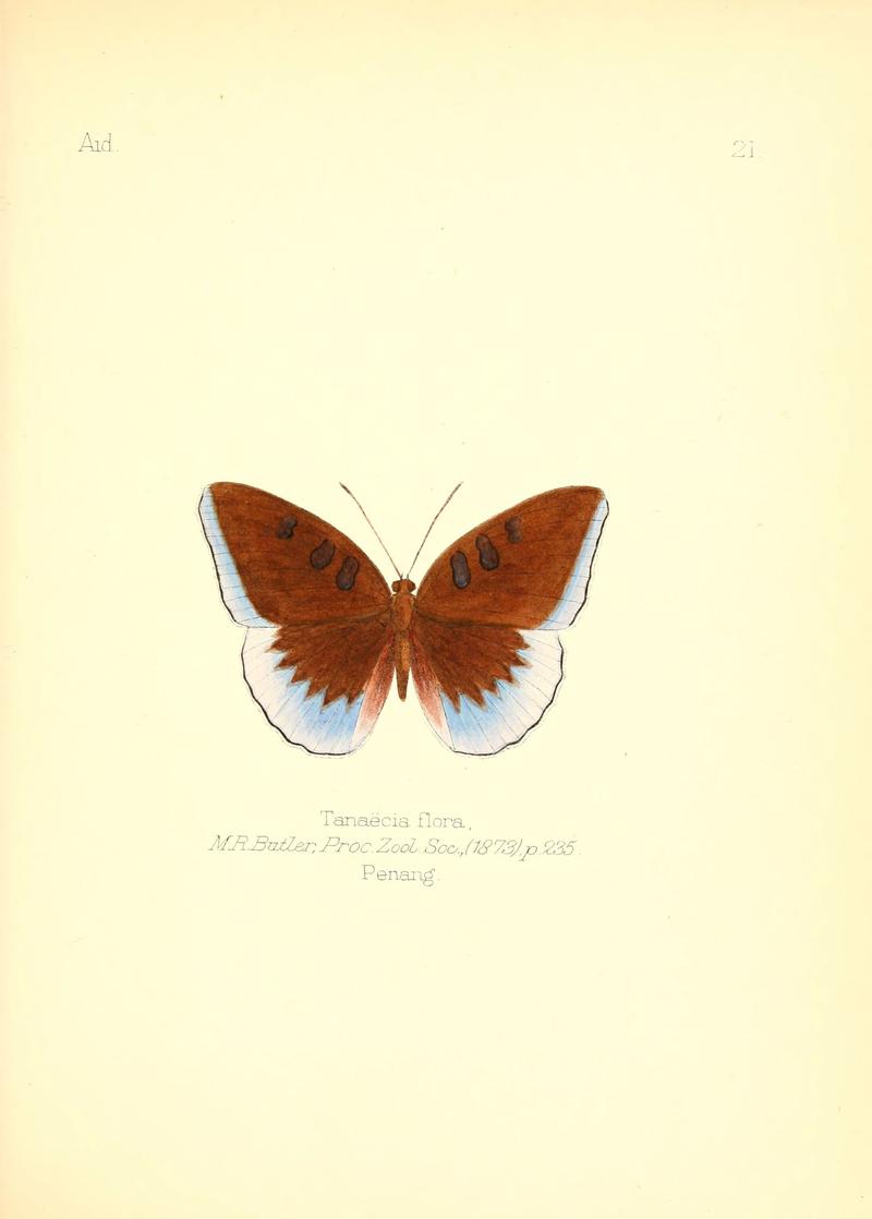Aid to the identification of insects (Plate 21) (6025818017)