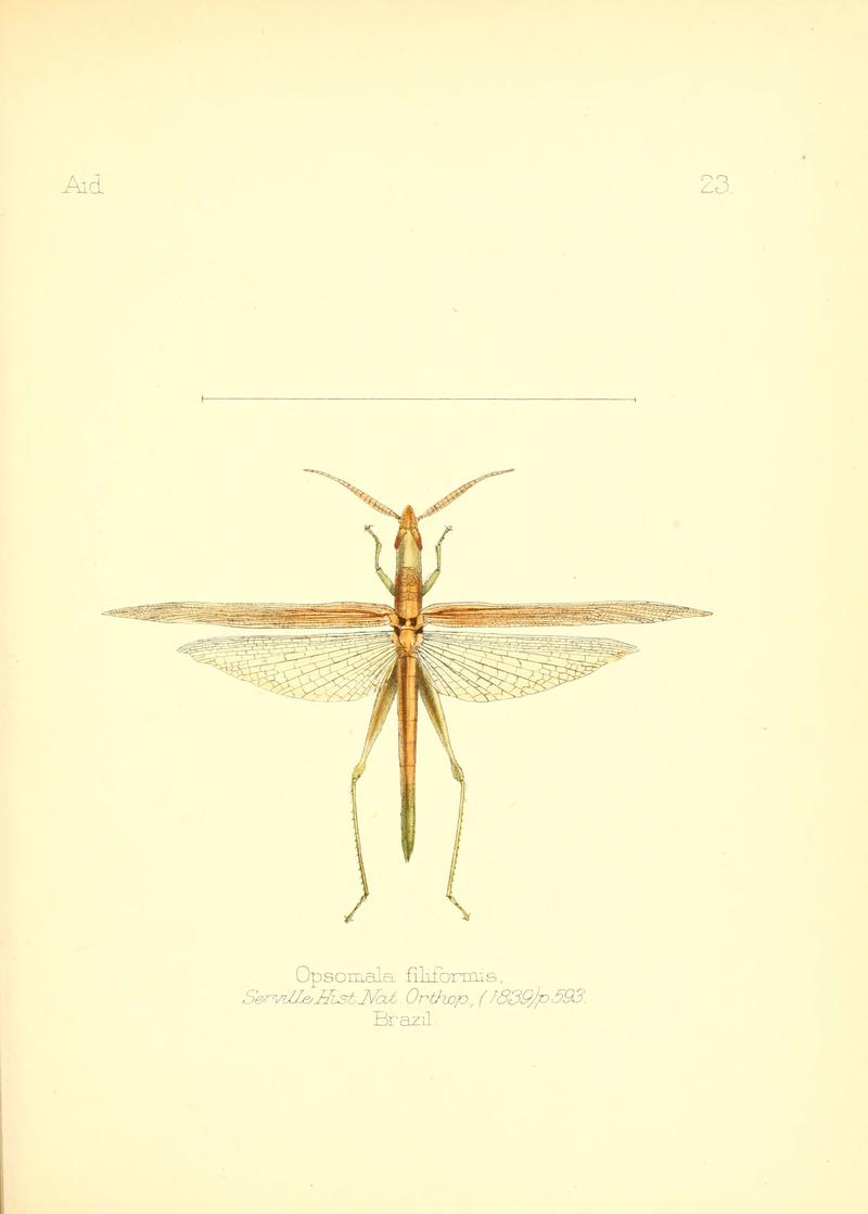 Aid to the identification of insects (Plate 23) (6025818427)