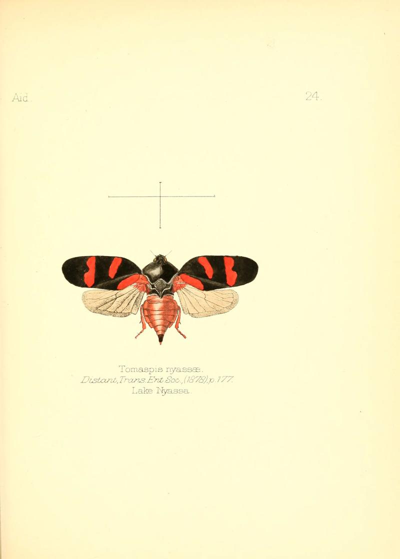 Aid to the identification of insects (Plate 24) (6025818607)
