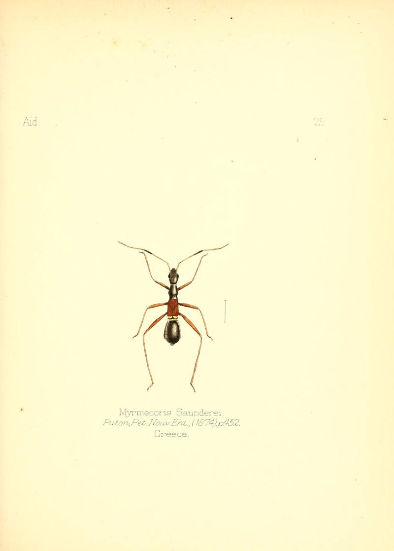 Aid to the identification of insects (Plate 25) (6025818827)