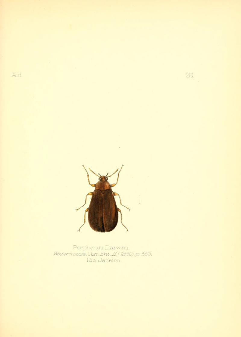 Aid to the identification of insects (Plate 26) (6025819157)