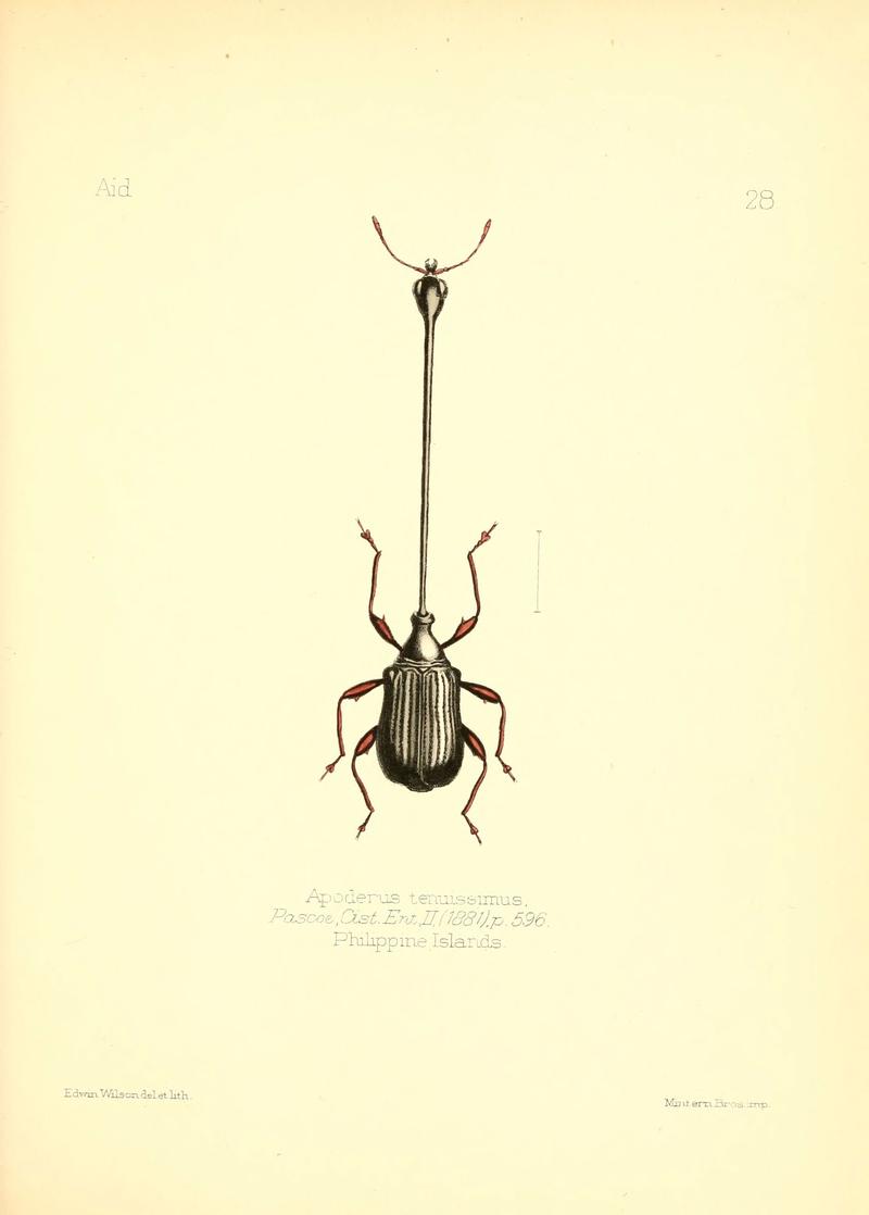 Aid to the identification of insects (Plate 28) (6026376350)
