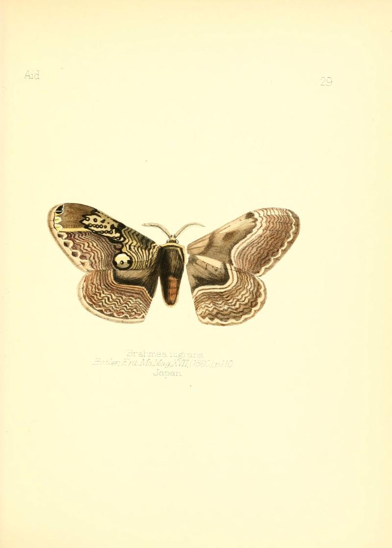 Aid to the identification of insects (Plate 29) (6026376600)