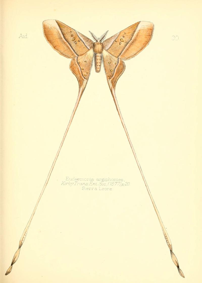 Aid to the identification of insects (Plate 30) (6025820115)