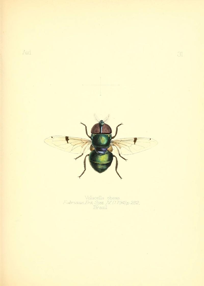 Aid to the identification of insects (Plate 31) (6025820631)