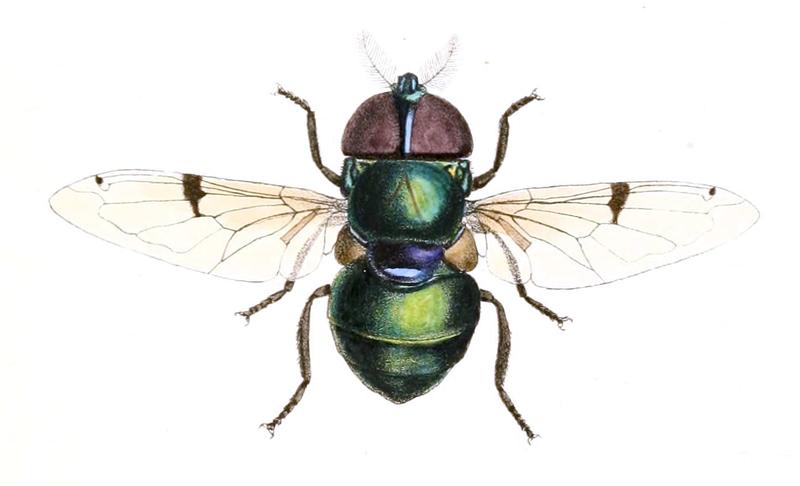 Aid to the identification of insects (Plate 31) (6025820631) Volucella obesa (cropped)