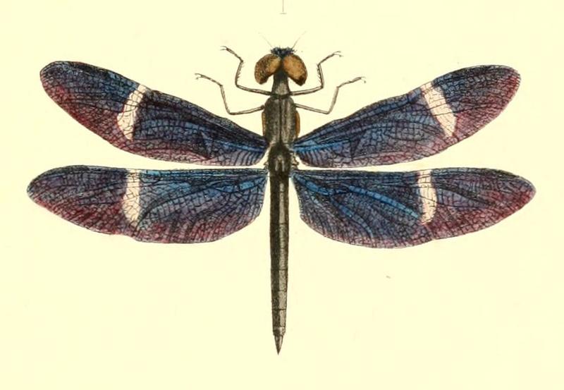 Aid to the identification of insects (Plate 32) (6025820859), crop