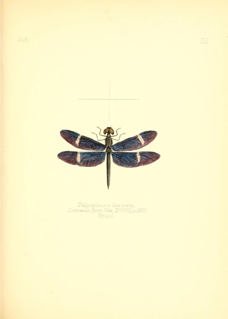 Aid to the identification of insects (Plate 32) (6025820859)