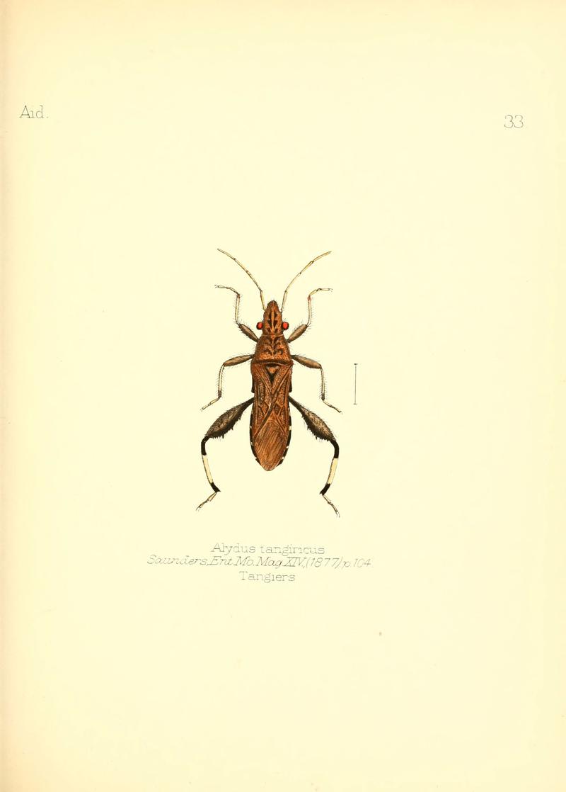 Aid to the identification of insects (Plate 33) (6025821083)