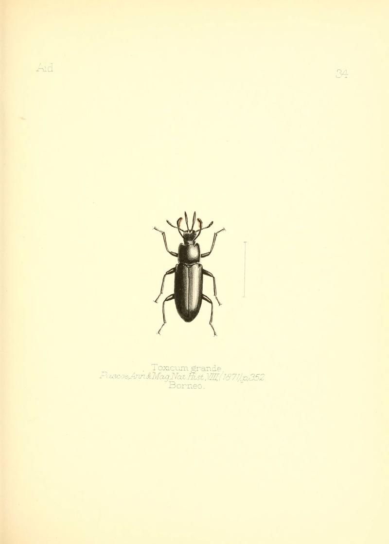 Aid to the identification of insects (Plate 34) (6025821423)