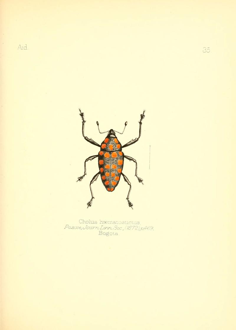 Aid to the identification of insects (Plate 35) (6026378560)