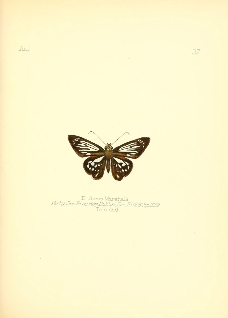 Aid to the identification of insects (Plate 37) (6026379016)