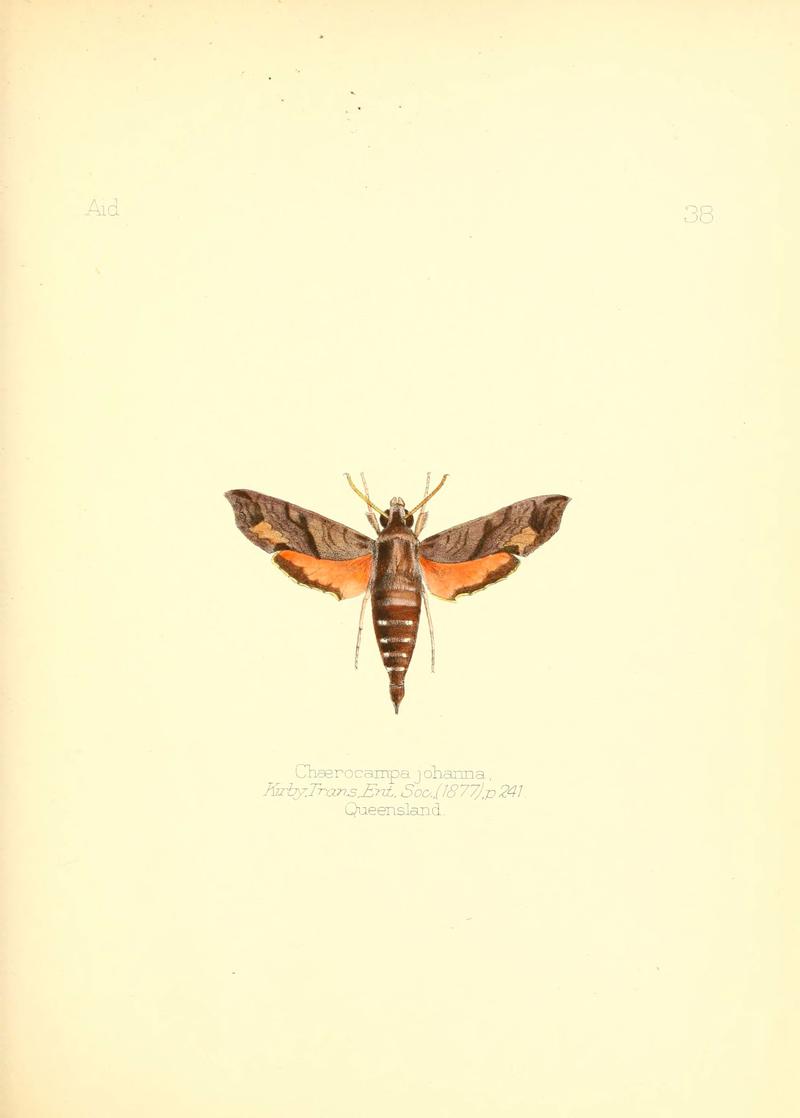 Aid to the identification of insects (Plate 38) (6026379282)