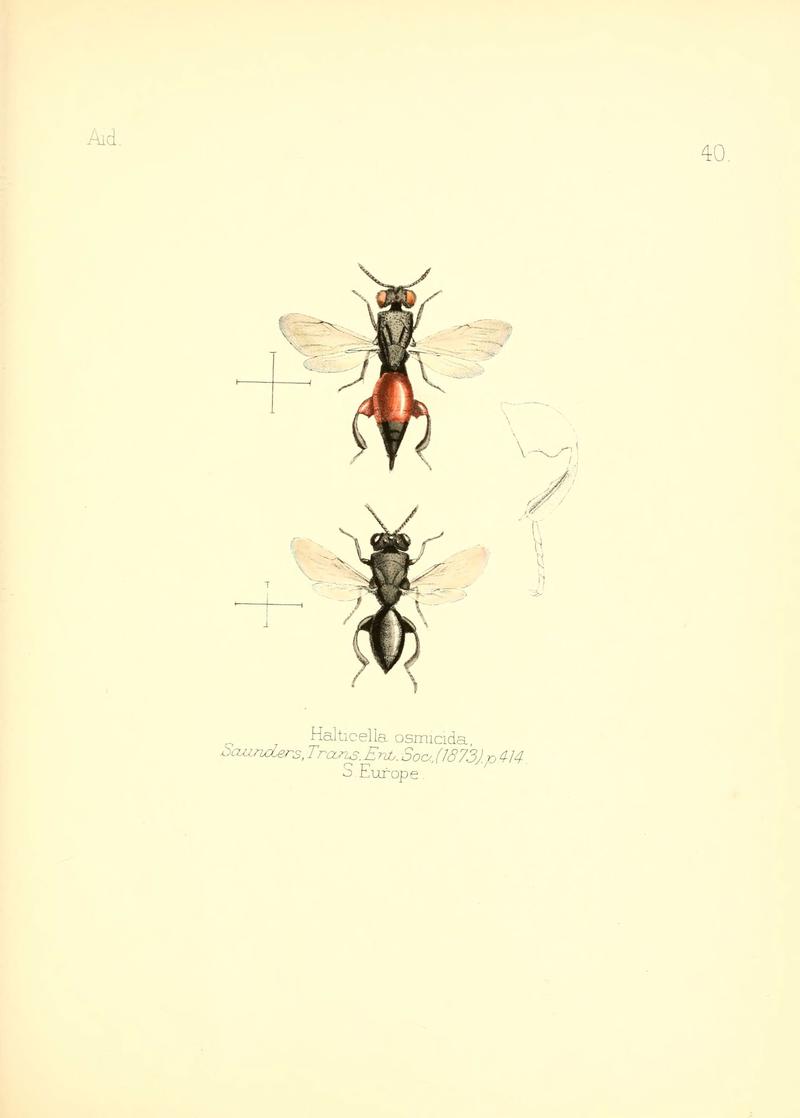 Aid to the identification of insects (Plate 40) (6026379796)