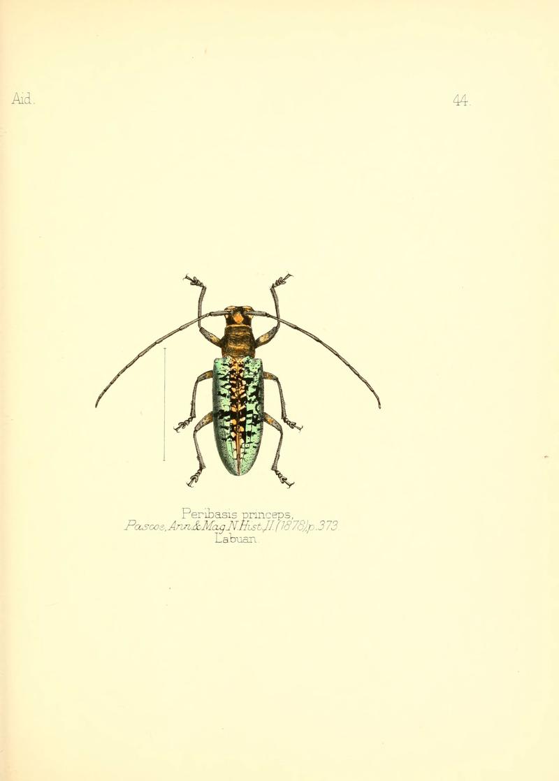 Aid to the identification of insects (Plate 44) (6026381108)