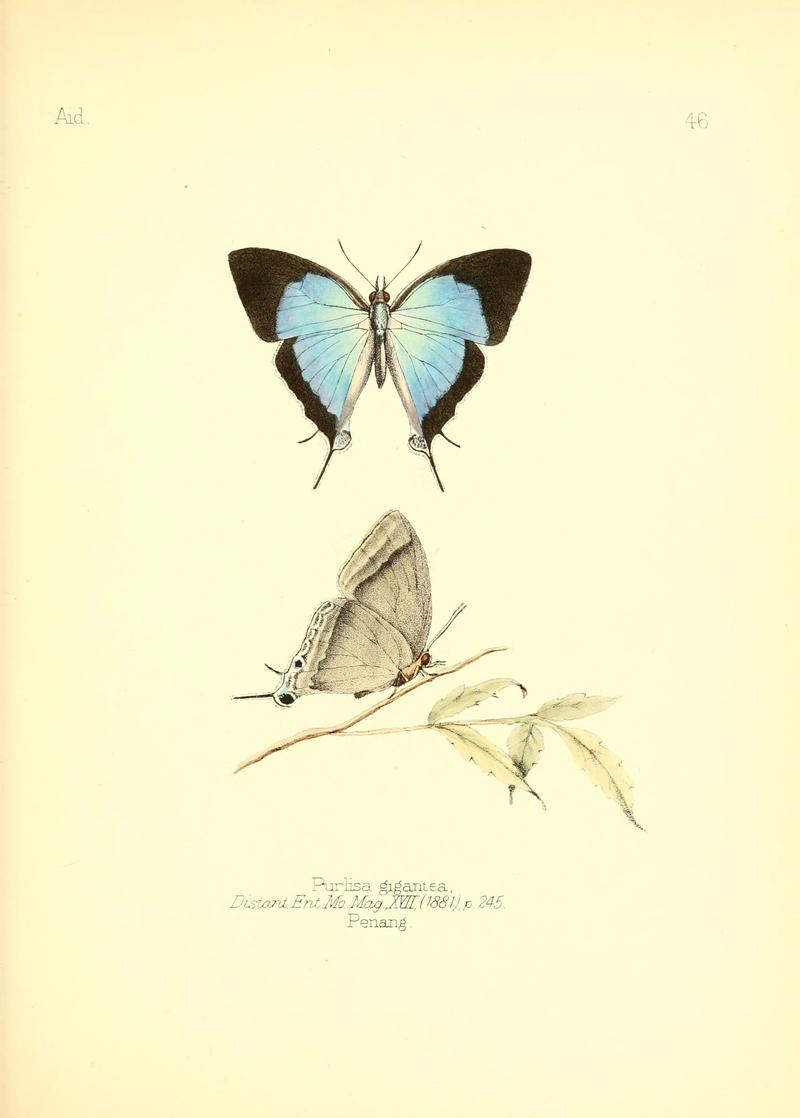Aid to the identification of insects (Plate 46) (6025824761)