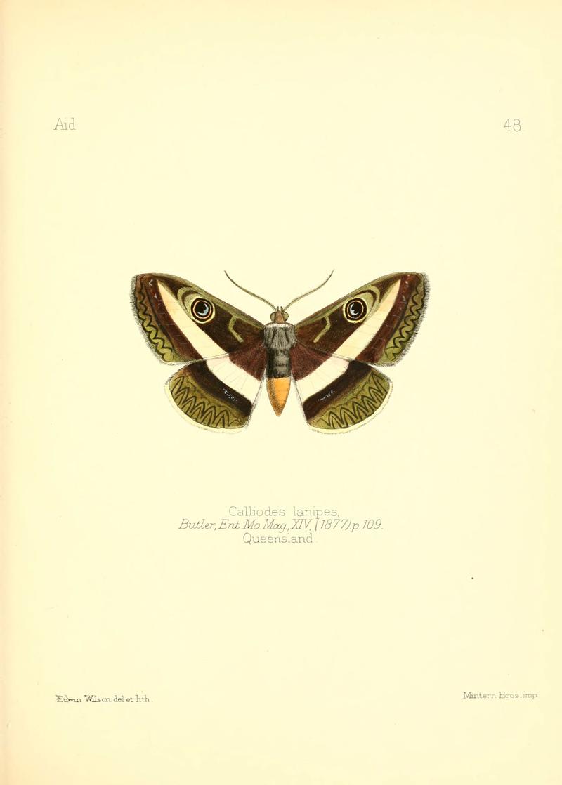 Aid to the identification of insects (Plate 48) (6025825233)