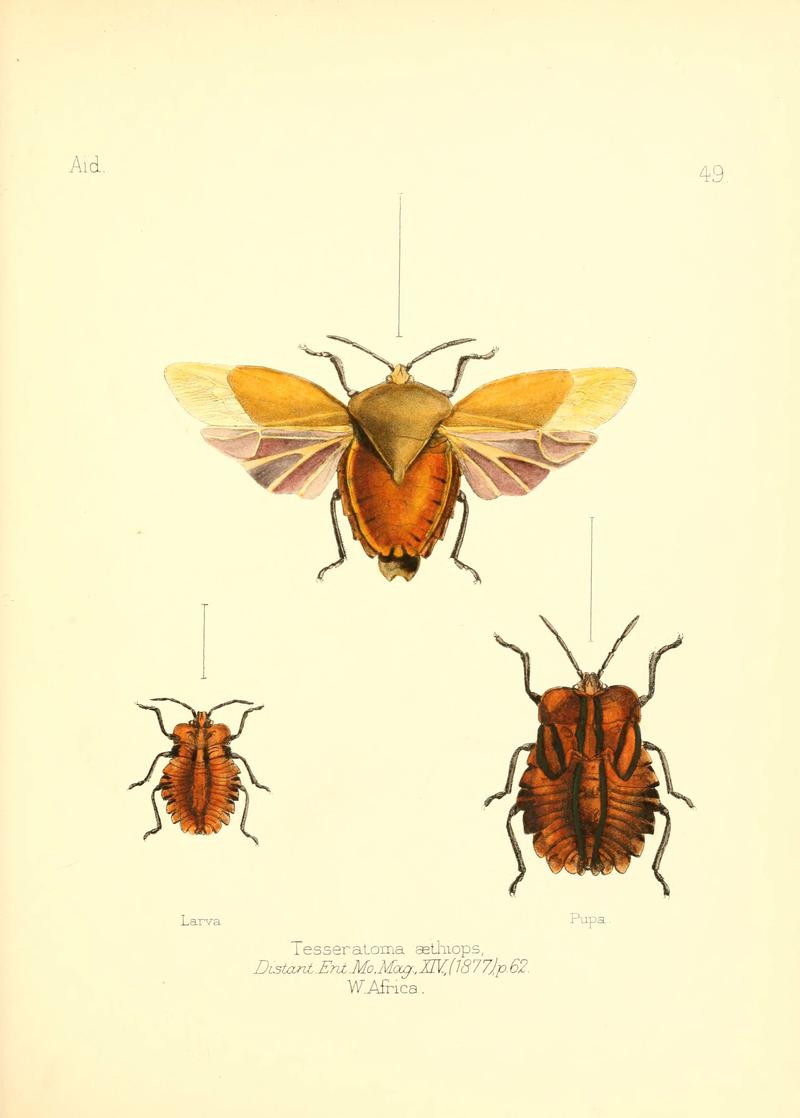 Aid to the identification of insects (Plate 49) (6025825457)