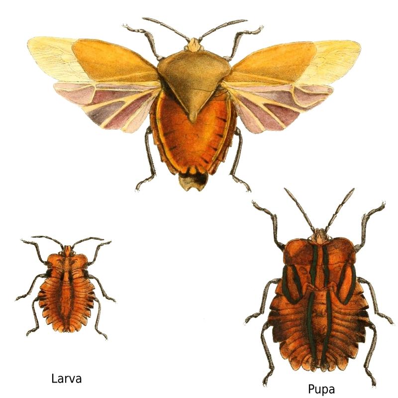 Aid to the identification of insects (Plate 49) (6025825457) 2