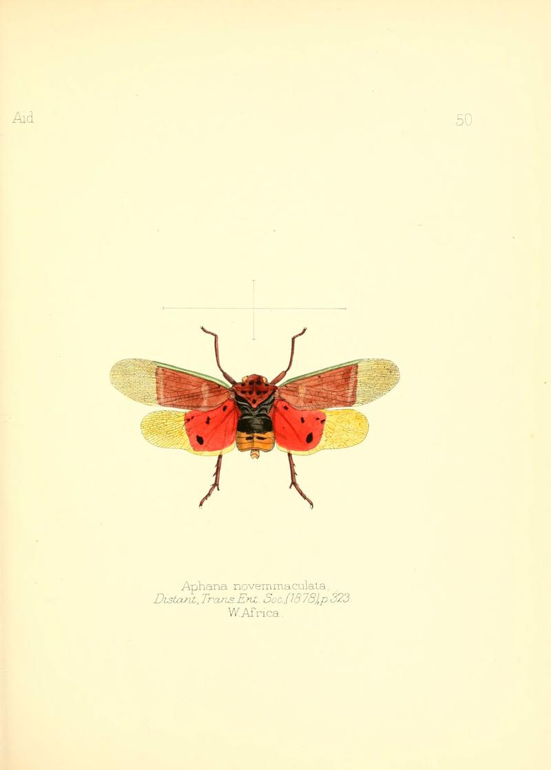 Aid to the identification of insects (Plate 50) (6026382662)