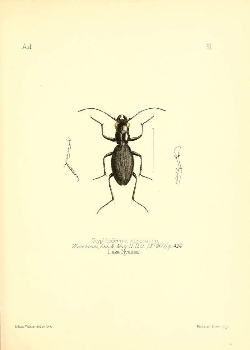 Aid to the identification of insects (Plate 51) (6026383028)