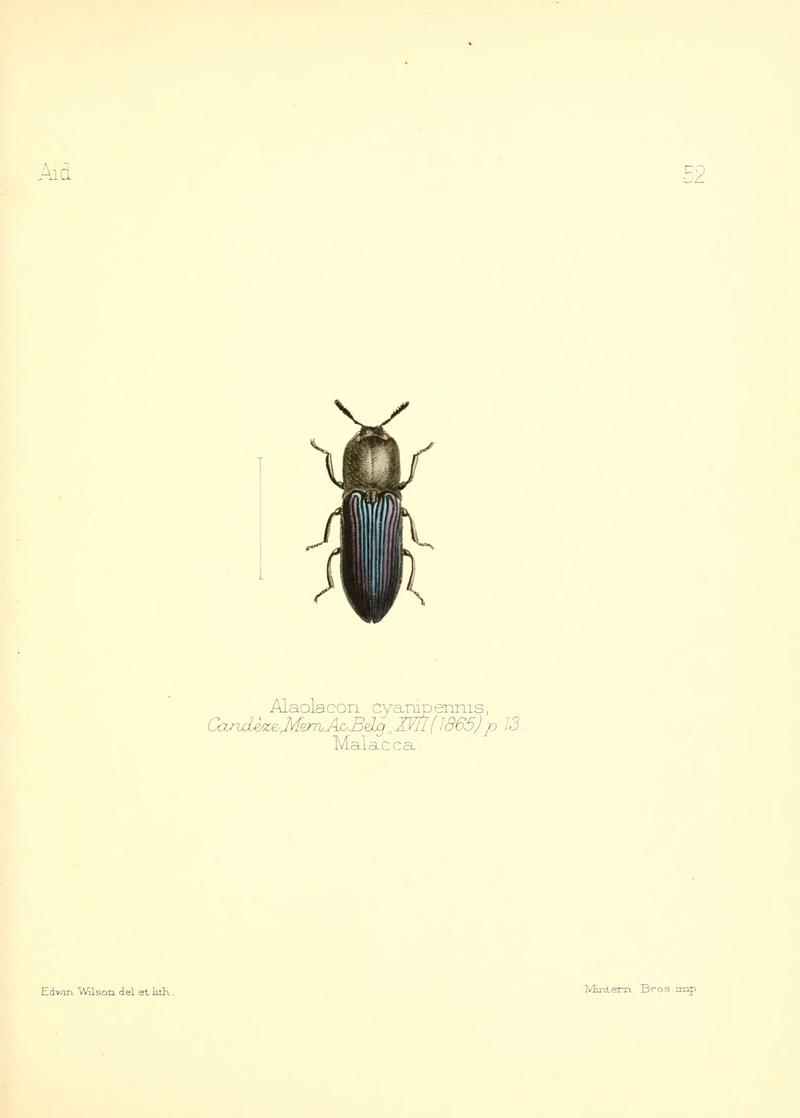 Aid to the identification of insects (Plate 52) (6025826227)