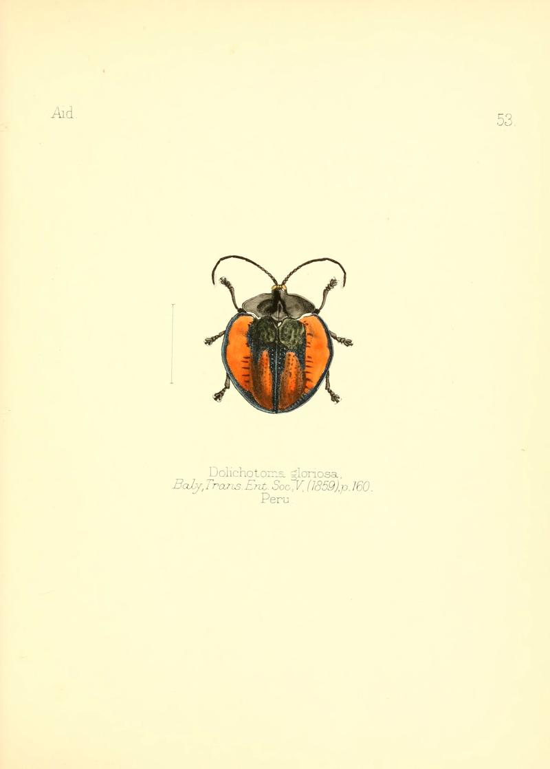 Aid to the identification of insects (Plate 53) (6025826477)