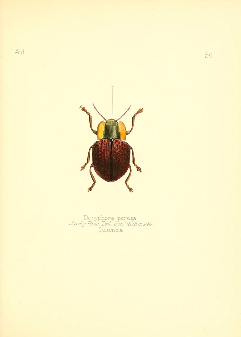 Aid to the identification of insects (Plate 54) (6025826859)