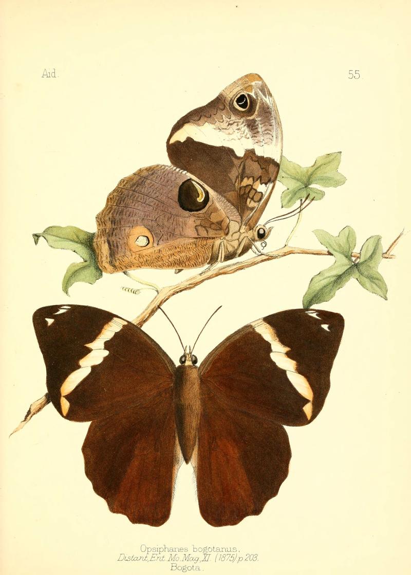 Aid to the identification of insects (Plate 55) (6025827239)