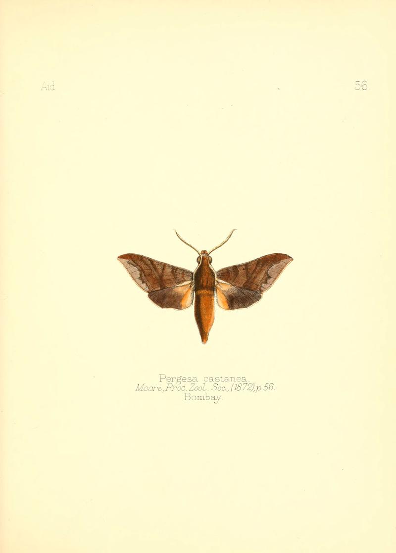 Aid to the identification of insects (Plate 56) (6025827491)