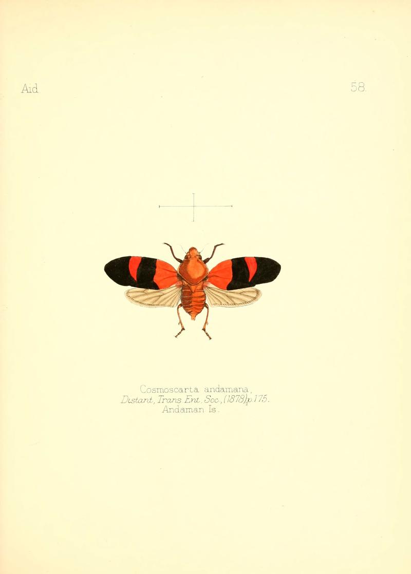 Aid to the identification of insects (Plate 58) (6025828083)