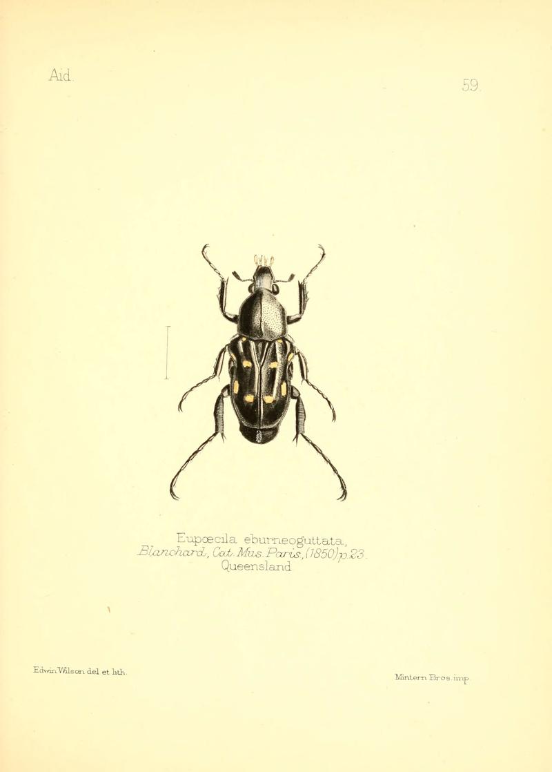 Aid to the identification of insects (Plate 59) (6026385226)