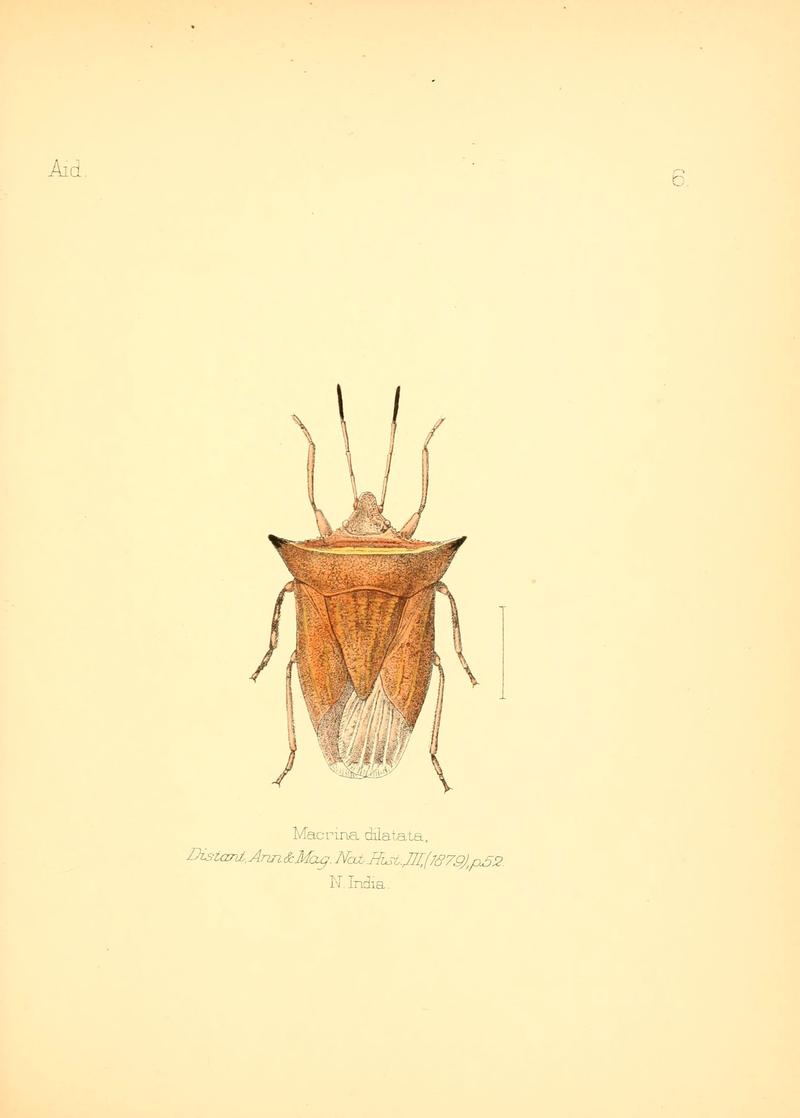 Aid to the identification of insects (Plate 6) (6026369862)