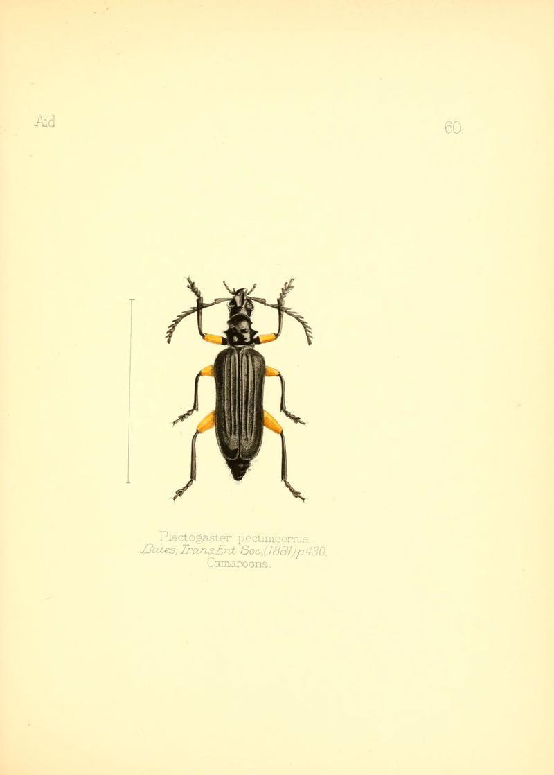 Aid to the identification of insects (Plate 60) (6026385560)