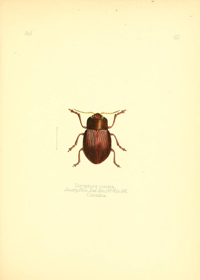 Aid to the identification of insects (Plate 62) (6025829325)