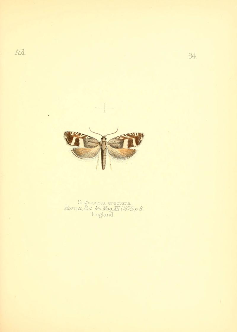 Aid to the identification of insects (Plate 64) (6025829841)