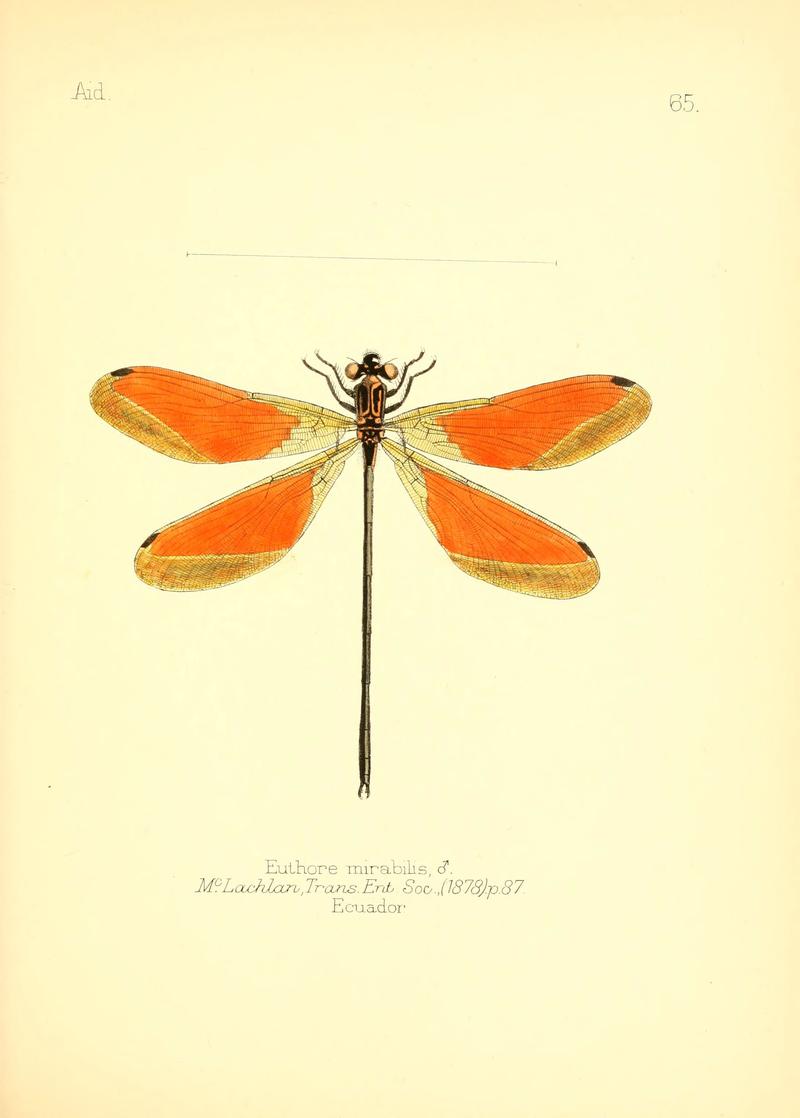 Aid to the identification of insects (Plate 65) (6025830119)