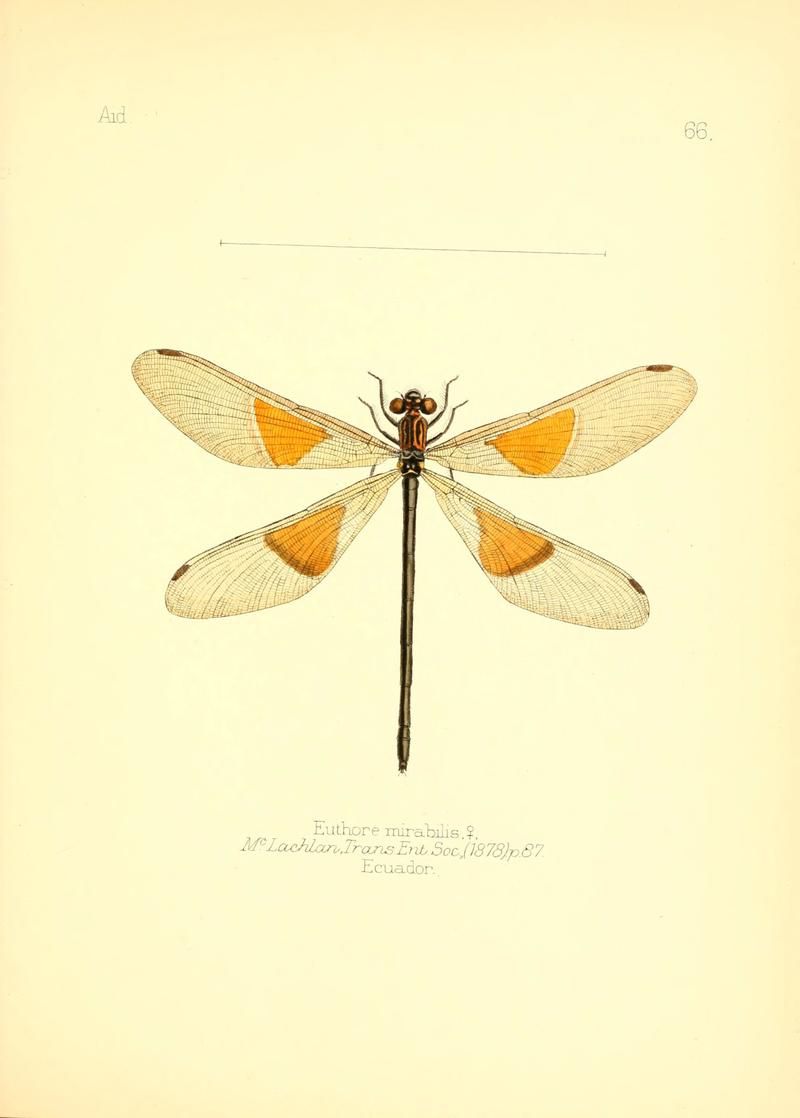 Aid to the identification of insects (Plate 66) (6025830453)