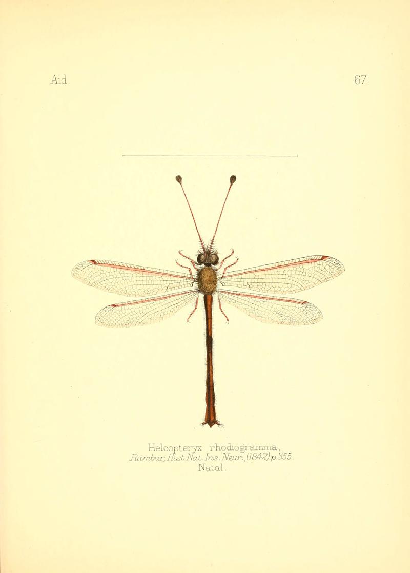 Aid to the identification of insects (Plate 67) (6025830711)