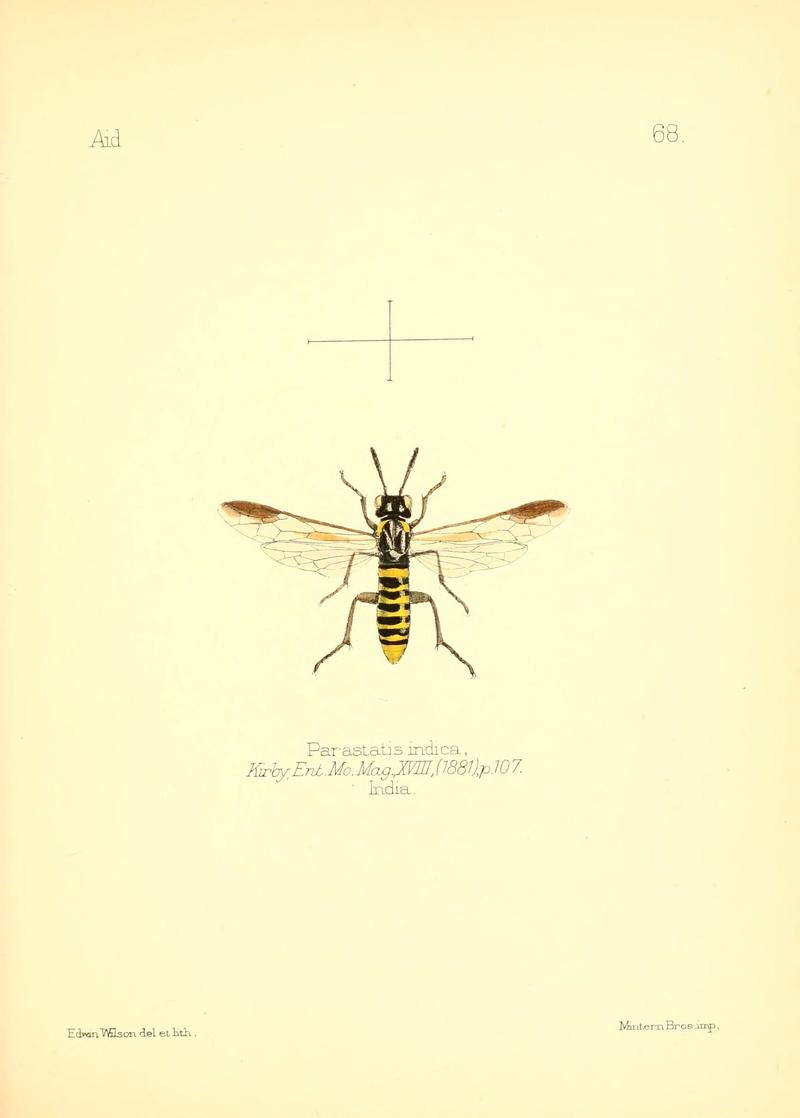 Aid to the identification of insects (Plate 68) (6026387984)